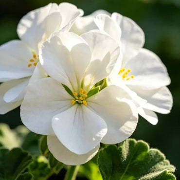 White Geranium Seeds - Verdseeds