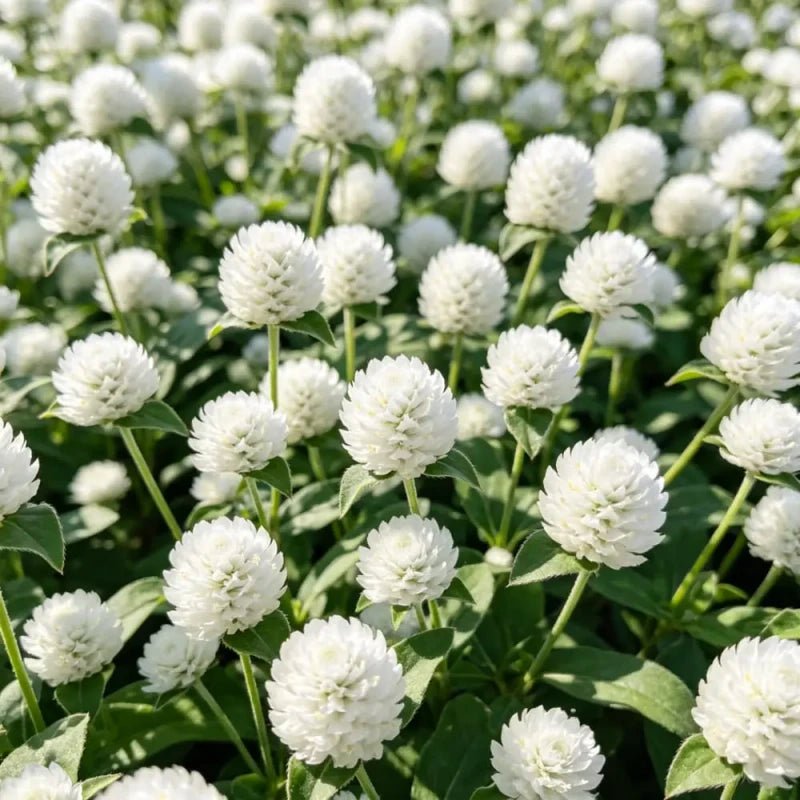 White Globe Amaranth Seeds - Verdseeds
