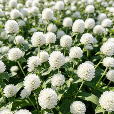 White Globe Amaranth Seeds - Verdseeds