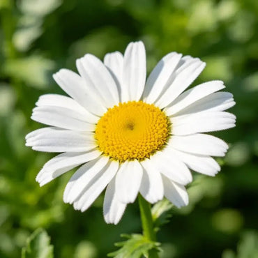 White Golden Marguerite Seeds - Verdseeds