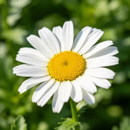 White Golden Marguerite Seeds - Verdseeds