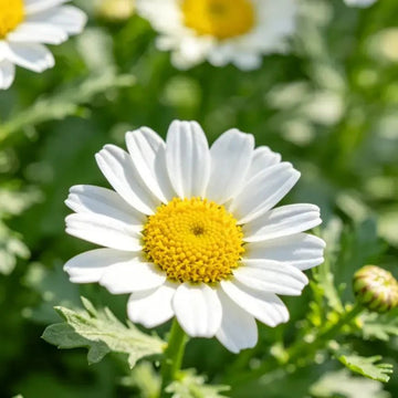 Marguerite