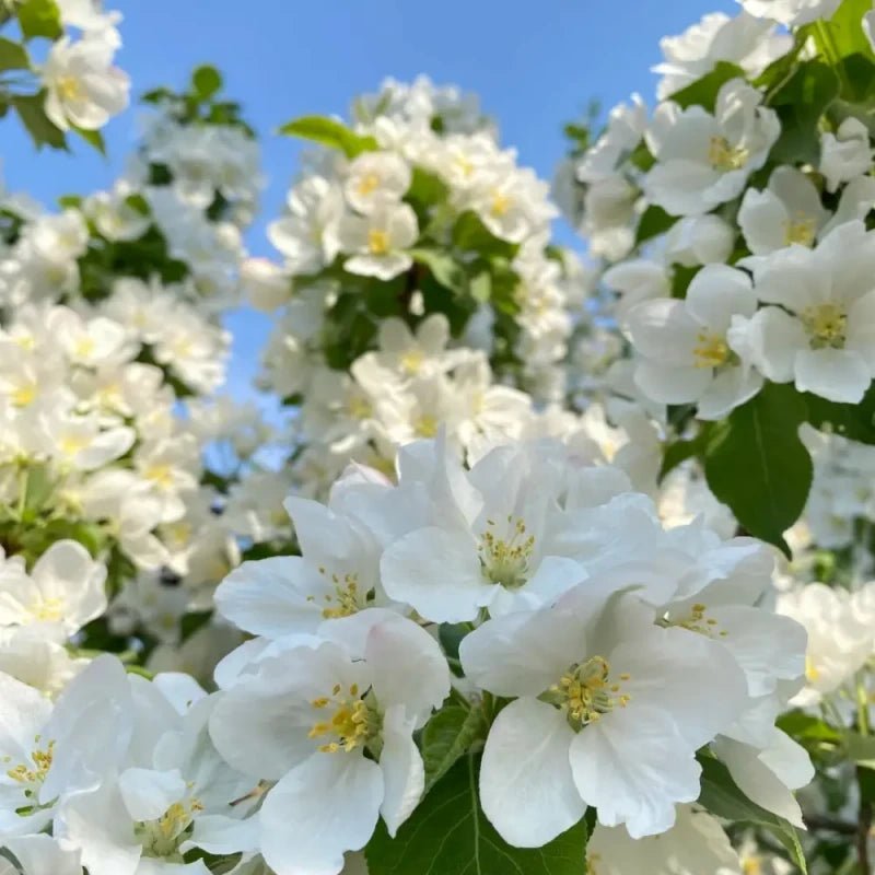 White Hall Crabapple Seeds - Verdseeds