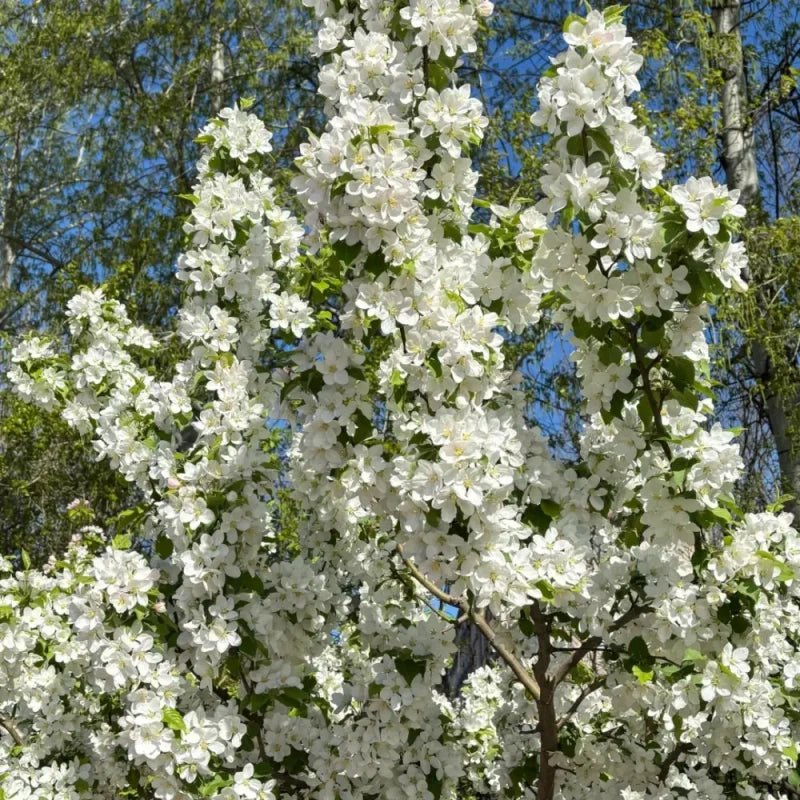 White Hall Crabapple Seeds - Verdseeds