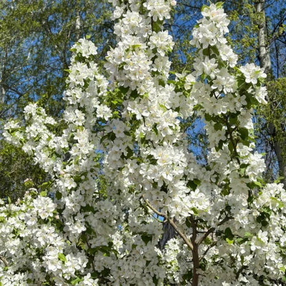 White Hall Crabapple Seeds - Verdseeds