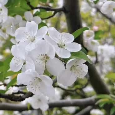 White Hall Crabapple Seeds - Verdseeds