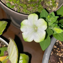 White Hybrid Petunia Seeds - Verdseeds