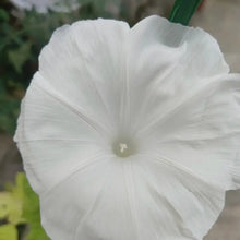White Hybrid Petunia Seeds - Verdseeds