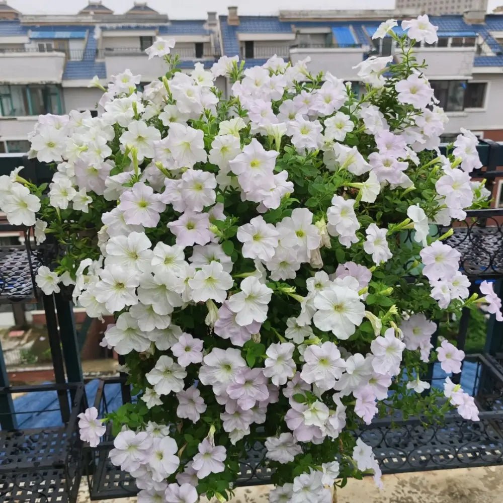 White Hybrid Petunia Seeds - Verdseeds