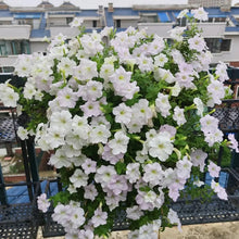 White Hybrid Petunia Seeds - Verdseeds