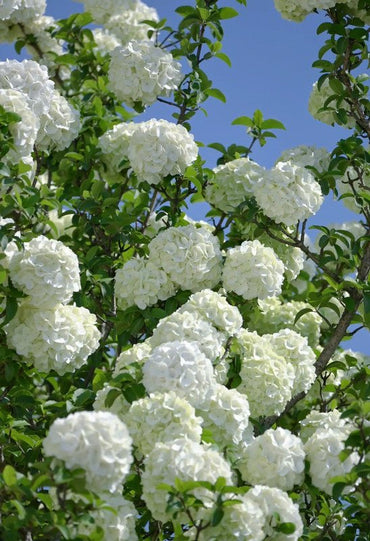 White Hydrangea Seeds - Verdseeds