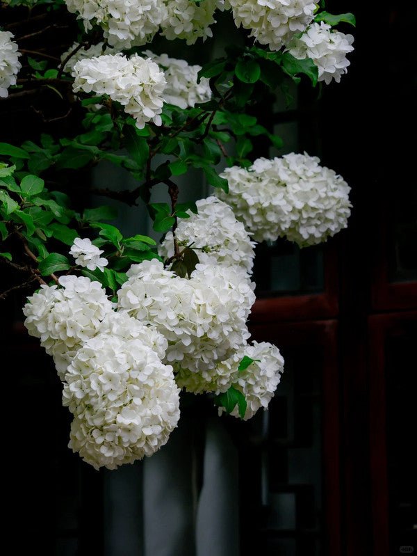 White Hydrangea Seeds - Verdseeds
