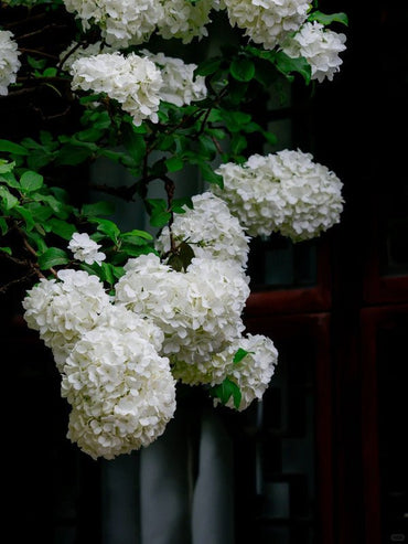 White Hydrangea Seeds - Verdseeds