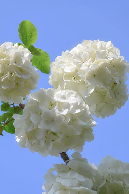 White Hydrangea Seeds - Verdseeds
