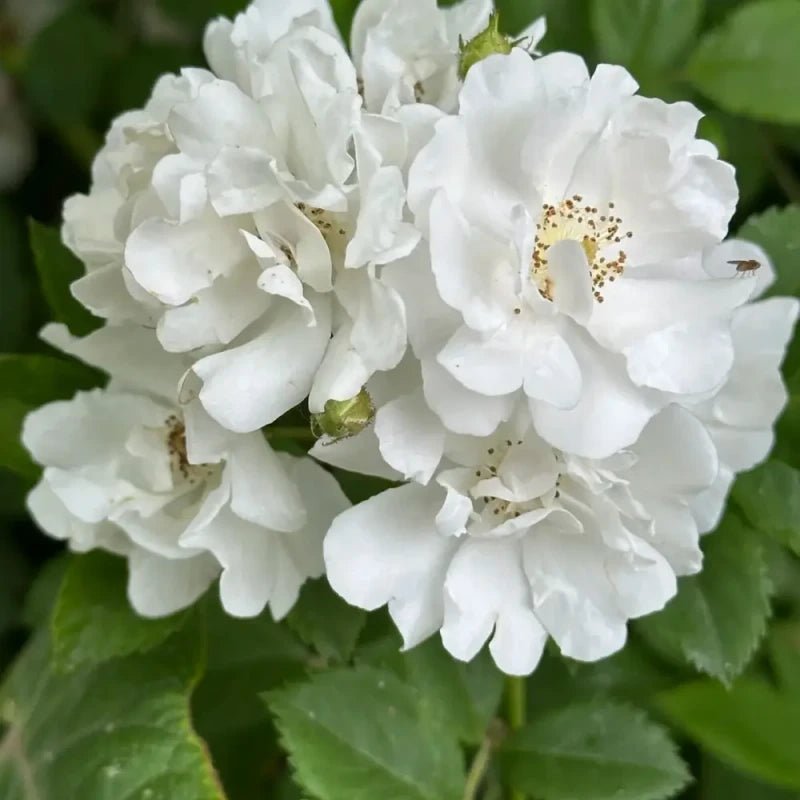 White Jade Crown Rose Seeds - Verdseeds