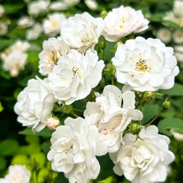 White Jade Crown Rose Seeds - Verdseeds