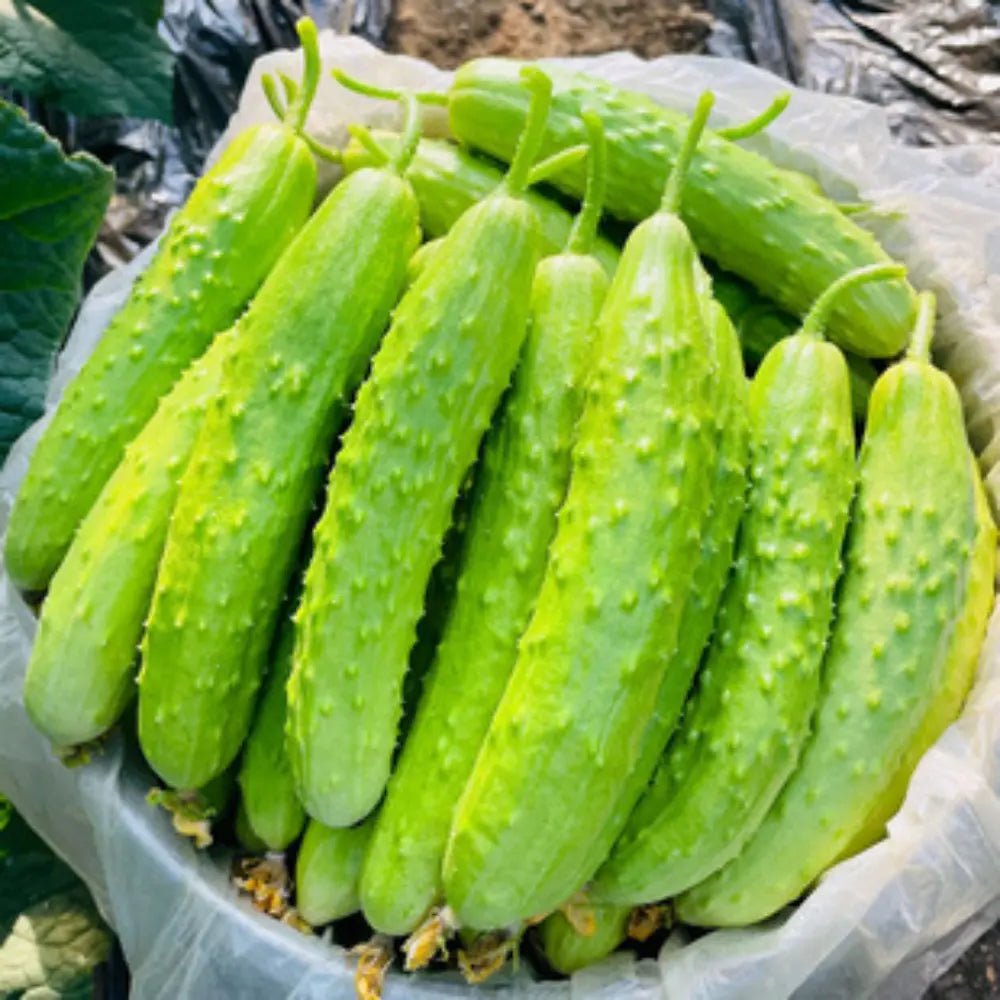 White Jade Cucumber Seeds - Verdseeds