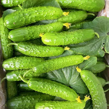 White Jade Cucumber Seeds - Verdseeds