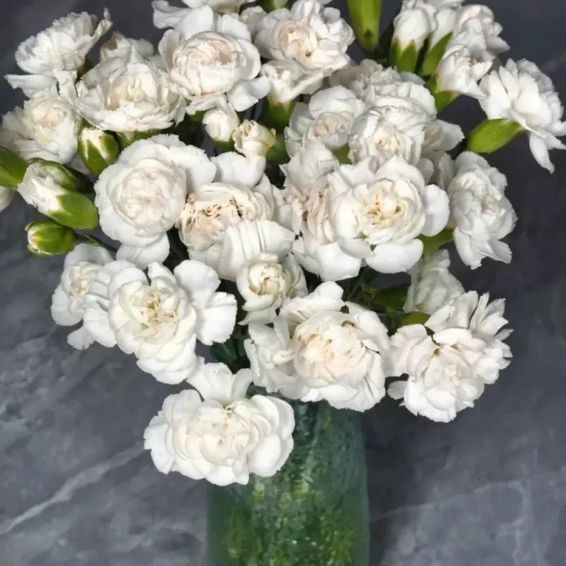 White Jasmine Seeds - Verdseeds