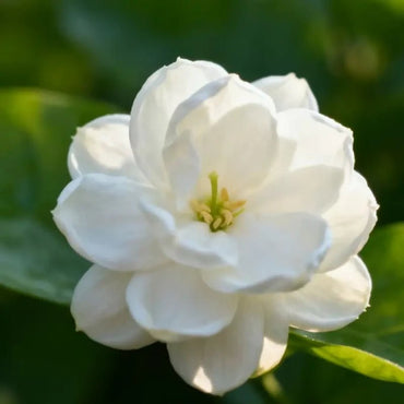 White Jasmine Seeds - Verdseeds