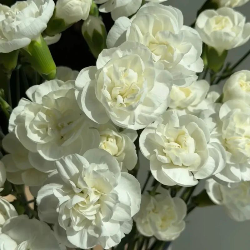 White Jasmine Seeds - Verdseeds