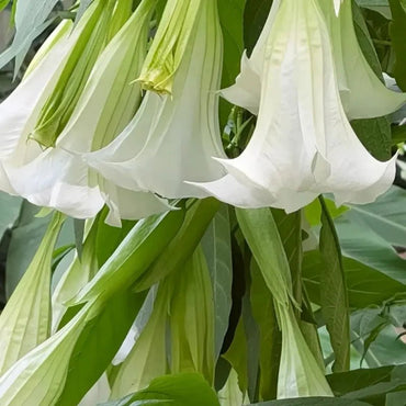 White Jimsonweed Seeds - Verdseeds
