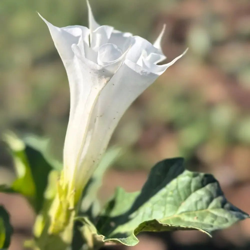 White Jimsonweed Seeds - Verdseeds