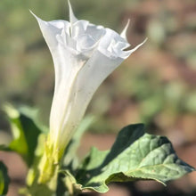 White Jimsonweed Seeds - Verdseeds