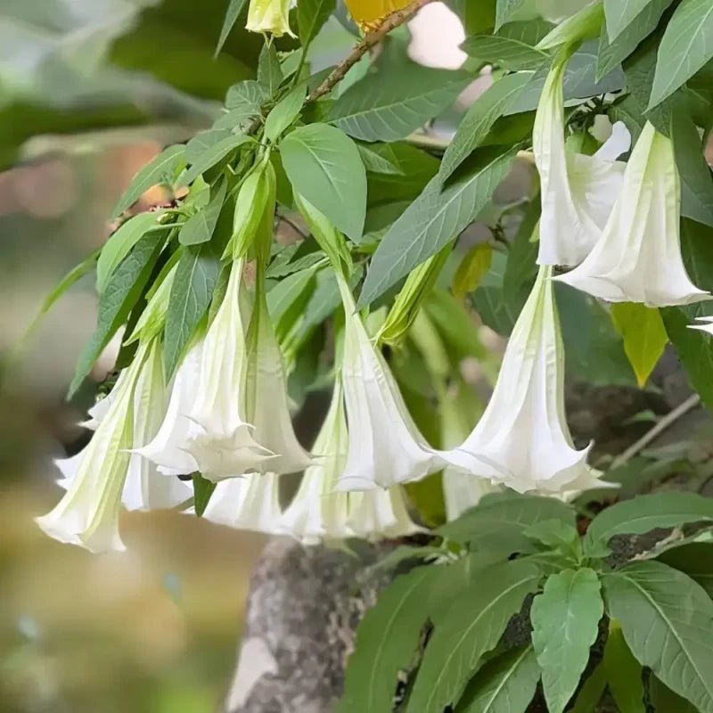 White Jimsonweed Seeds - Verdseeds