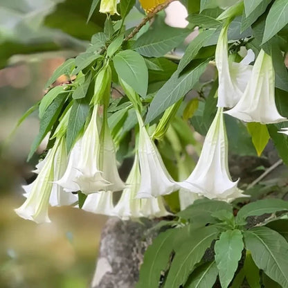 White Jimsonweed Seeds - Verdseeds