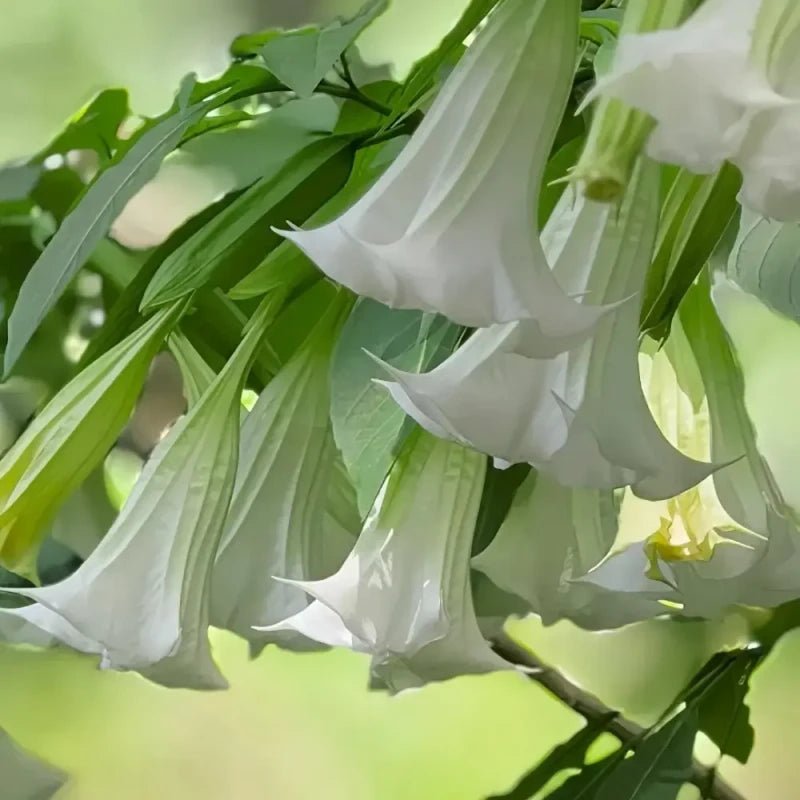 White Jimsonweed Seeds