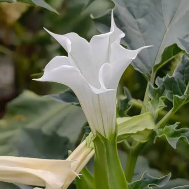 White Jimsonweed Seeds - Verdseeds