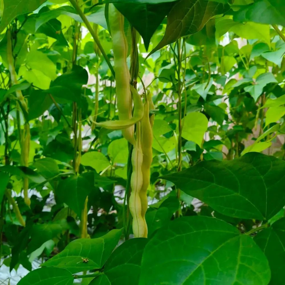 White Kidney Bean Seeds - Verdseeds