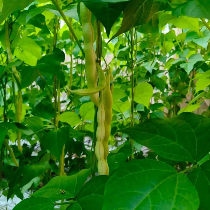 Sarah T.