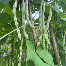 White Kidney Bean Seeds - Verdseeds