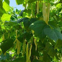 White Kidney Bean Seeds - Verdseeds