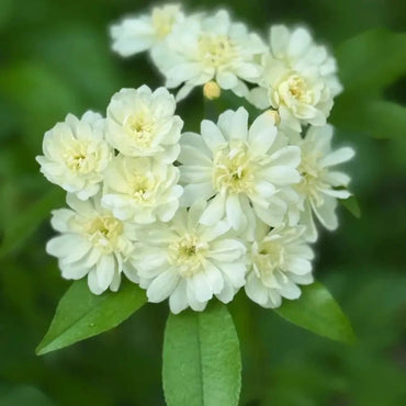 White Lady Banks' Rose Seeds - Verdseeds
