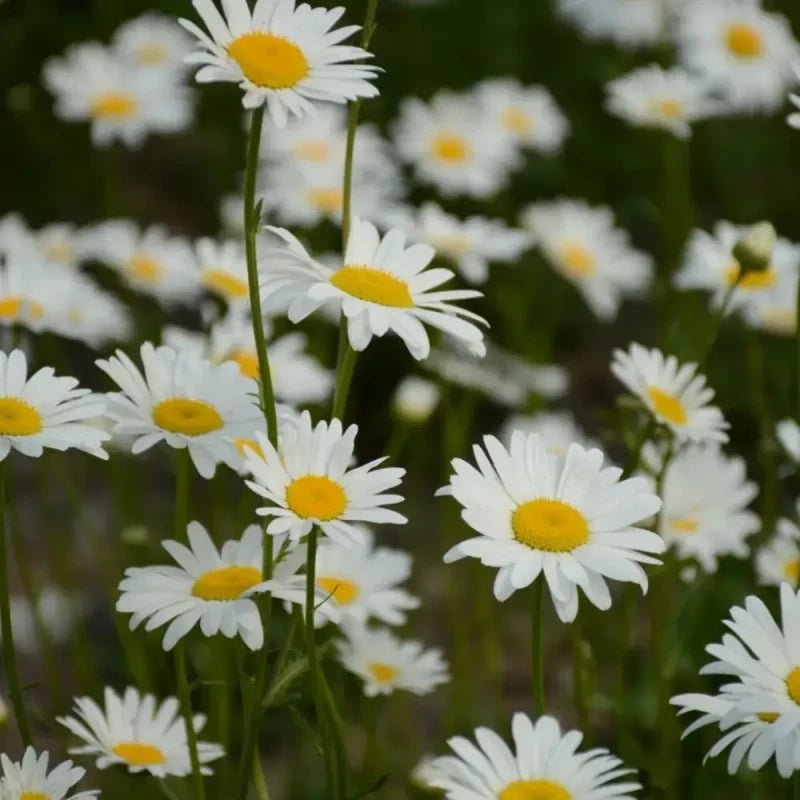 White Large - flowered English Daisy Seeds - Verdseeds