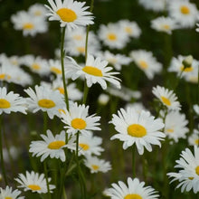 White Large - flowered English Daisy Seeds - Verdseeds
