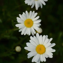 White Large - flowered English Daisy Seeds - Verdseeds