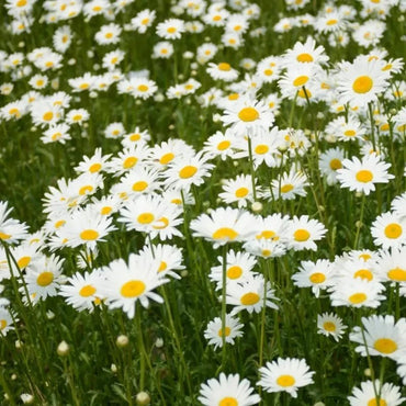 White Large - flowered English Daisy Seeds - Verdseeds