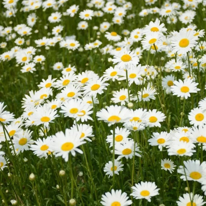 White Large - flowered English Daisy Seeds - Verdseeds