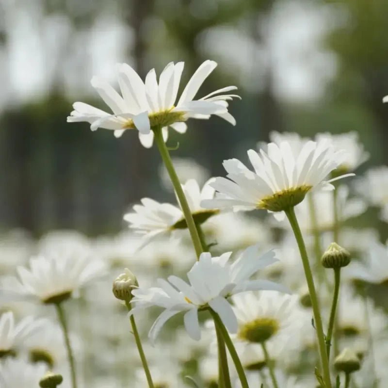 White Large - flowered English Daisy Seeds - Verdseeds