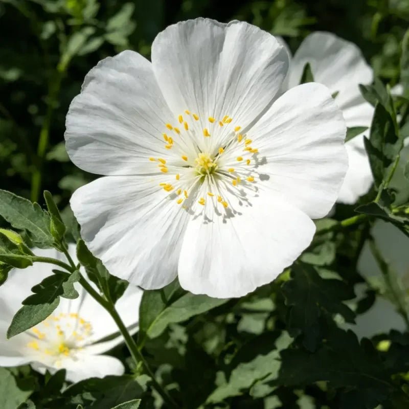 White Large - flowered Lychnis Seeds - Verdseeds