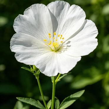 White Large - flowered Lychnis Seeds - Verdseeds