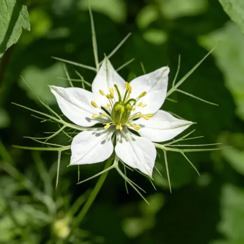 White Love - in - a - Mist Seeds - Verdseeds