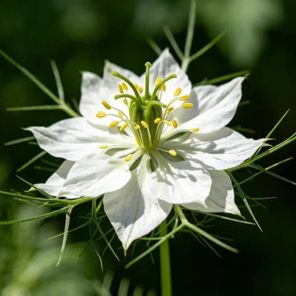 White Love - in - a - Mist Seeds - Verdseeds