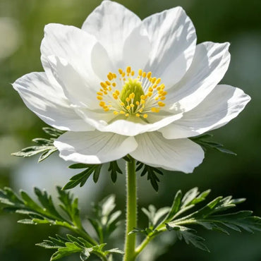 White Love - in - a - Mist Seeds - Verdseeds