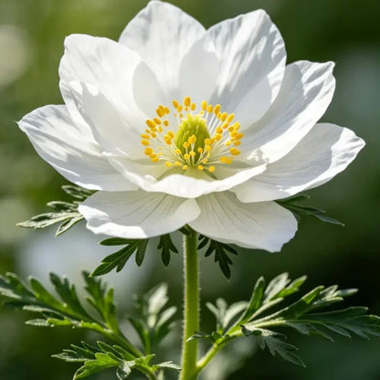 White Love - in - a - Mist Seeds - Verdseeds