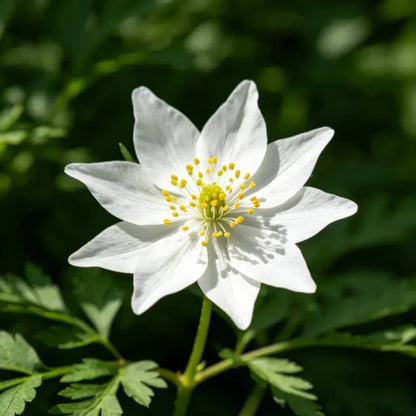 White Love - in - a - Mist Seeds - Verdseeds